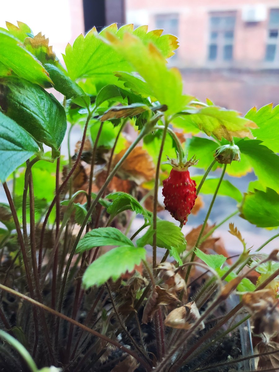 Ivan Goryachev tweet media