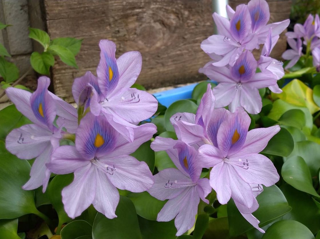 エミリー ディキンソン Twitter Search Twitter