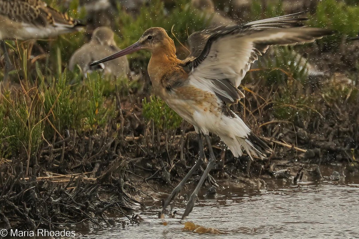 Black-tailed Godwits North Lincolnshire. A wonderful sight, first time I have seen so many. <a href="/NatureUK/">NatureUK</a> <a href="/Natures_Voice/">RSPB</a> <a href="/BBCSpringwatch/">BBC Springwatch</a>