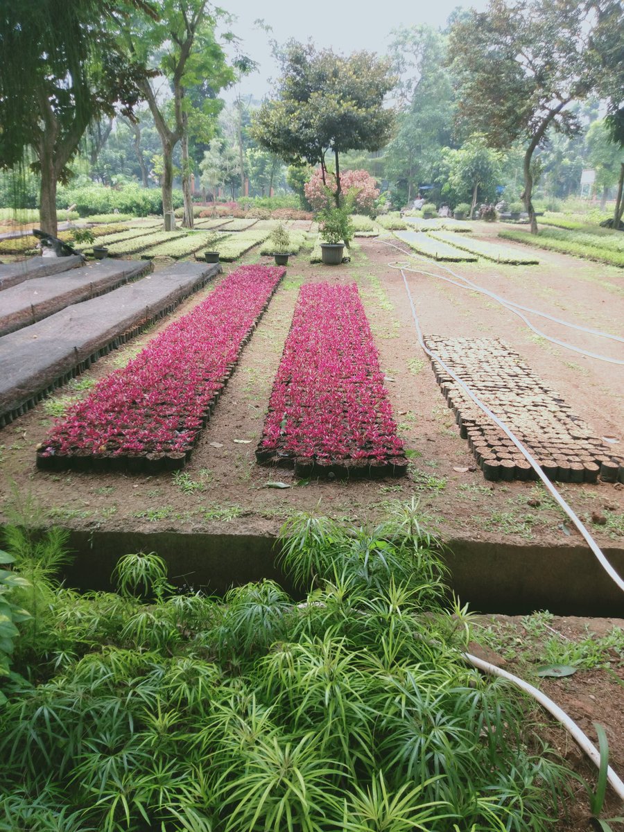 Merah_mu adalah jelita,
yang terpencar dari potongan² kecil dibalik pesona.

Merah_mu memang jelita
mengusik sepasang mata yg tengah berpura².

Padamu duhai Merah jelita
kutitip pecahan rasa.
Semailah,
dan beritahu aku jika suatu saat
telah berputik cinta...