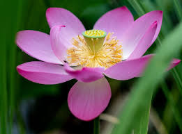 FlowerLawe's tweet photo. The short-lived lotus flower season in @Tokyo excites me even more than the #sakura https://t.co/EhQUXEErfE