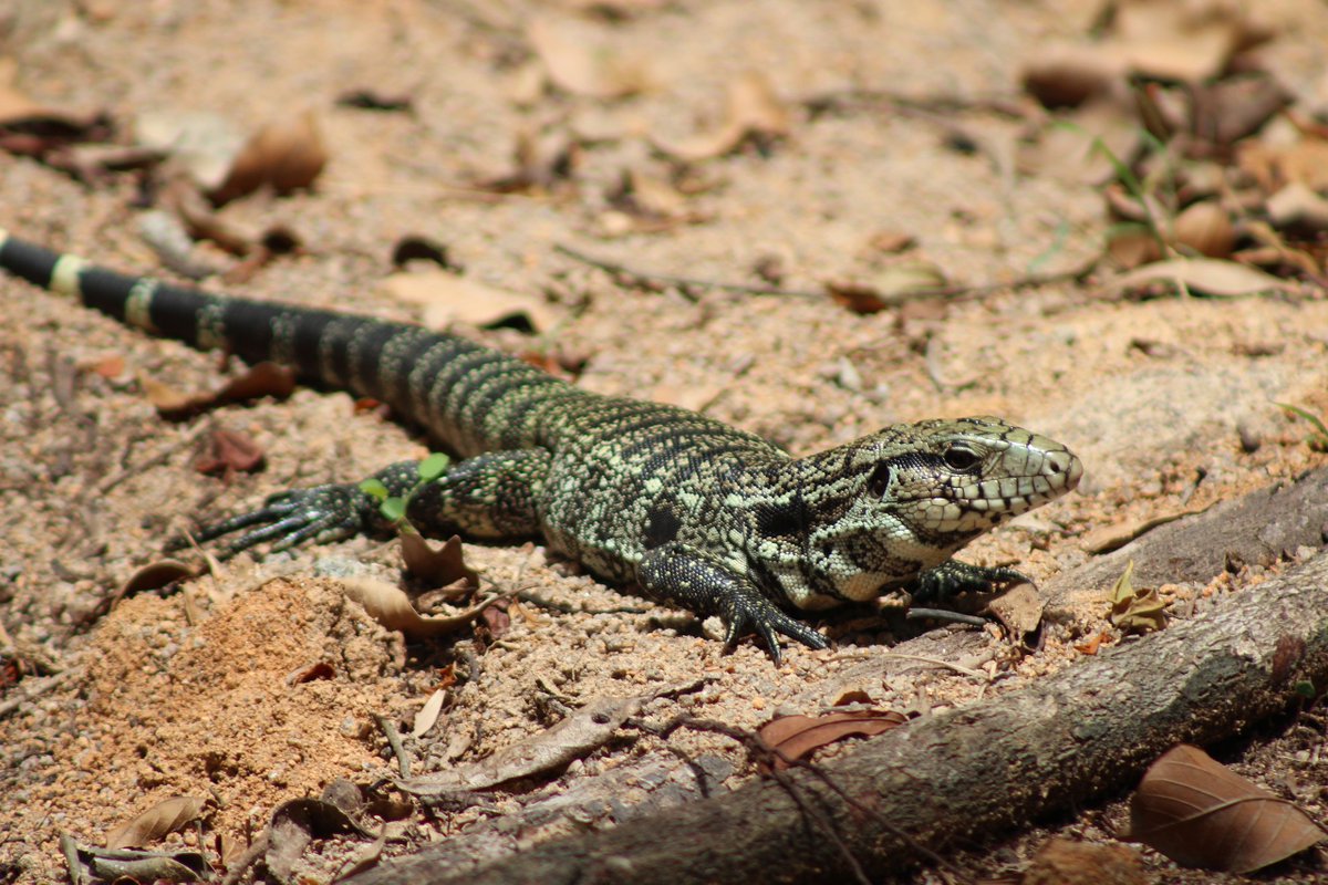 AnimalFactHub's tweet photo. The black and white tegu is a large species of lizard originally from Argentina 

They are the largest of the tegu species growing up to a max of 140cm

#animals #facts https://t.co/nY2AG5Uvfy