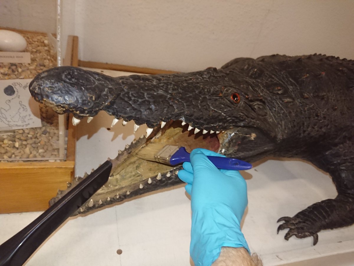 The @hunterian Zoology Museum has been closed all week due to electrical work in the building so I took advantage and did some cleaning. Our Nile #Crocodile needed a wee brush and vaccum and is feeling all the better for it.