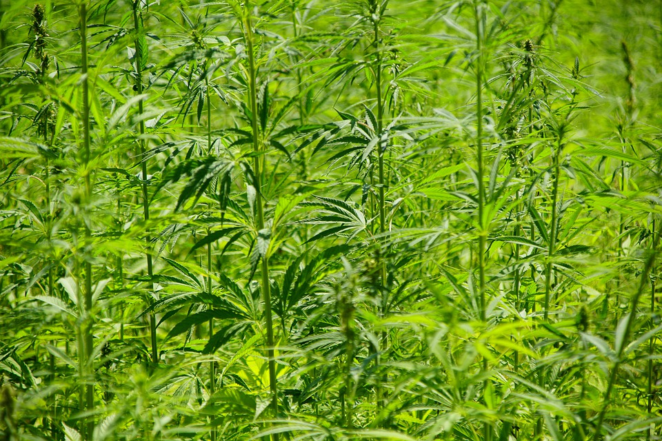 CbddNL's tweet photo. 🌿CBD pasta🌿

De stijgende populariteit van cannabidiol betekent dat er altijd nieuwe producten op de markt komen in ons volgende artikel willen wij het hebben over cbd pasta.

#cbdd #cbdpasta #cbd #cbd_supplements #cbdolie #healthy

https://t.co/92DTAKjRVN https://t.co/7COyW1cUVN