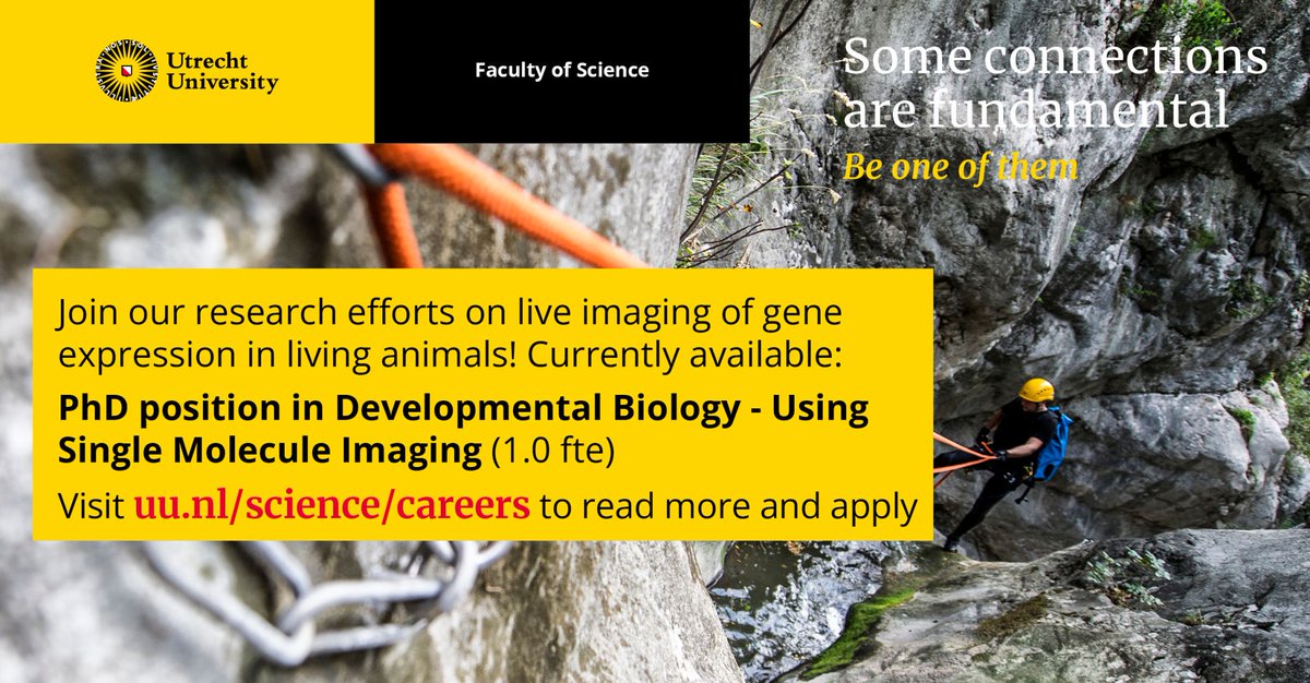 The Ruijtenberg Lab is hiring! A PhD position is currently available in my group, thanks to the recent funding from the Dutch Research Council. Please visit our lab website or the UU careers site for details and to apply! web.science.uu.nl/developmentalb… uu.nl/en/organisatio…
