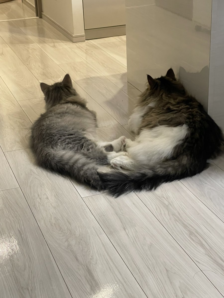 MerRoi06181209's tweet photo. なかよし
#ねこ 
#メルとロイ
#��ンクロ https://t.co/zyCLlYs0Na
