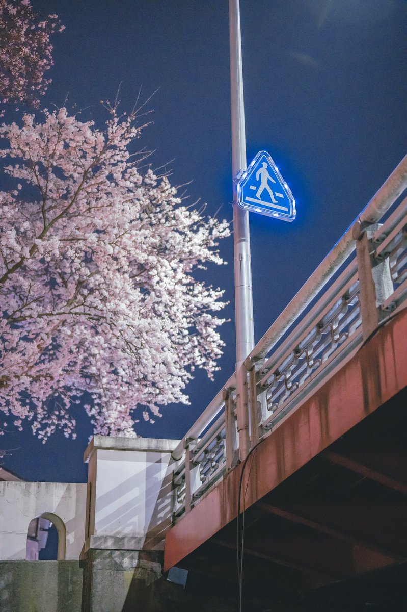 akinecoco987's tweet image. Illuminated cherry blossoms at night are fantastic and beautiful.