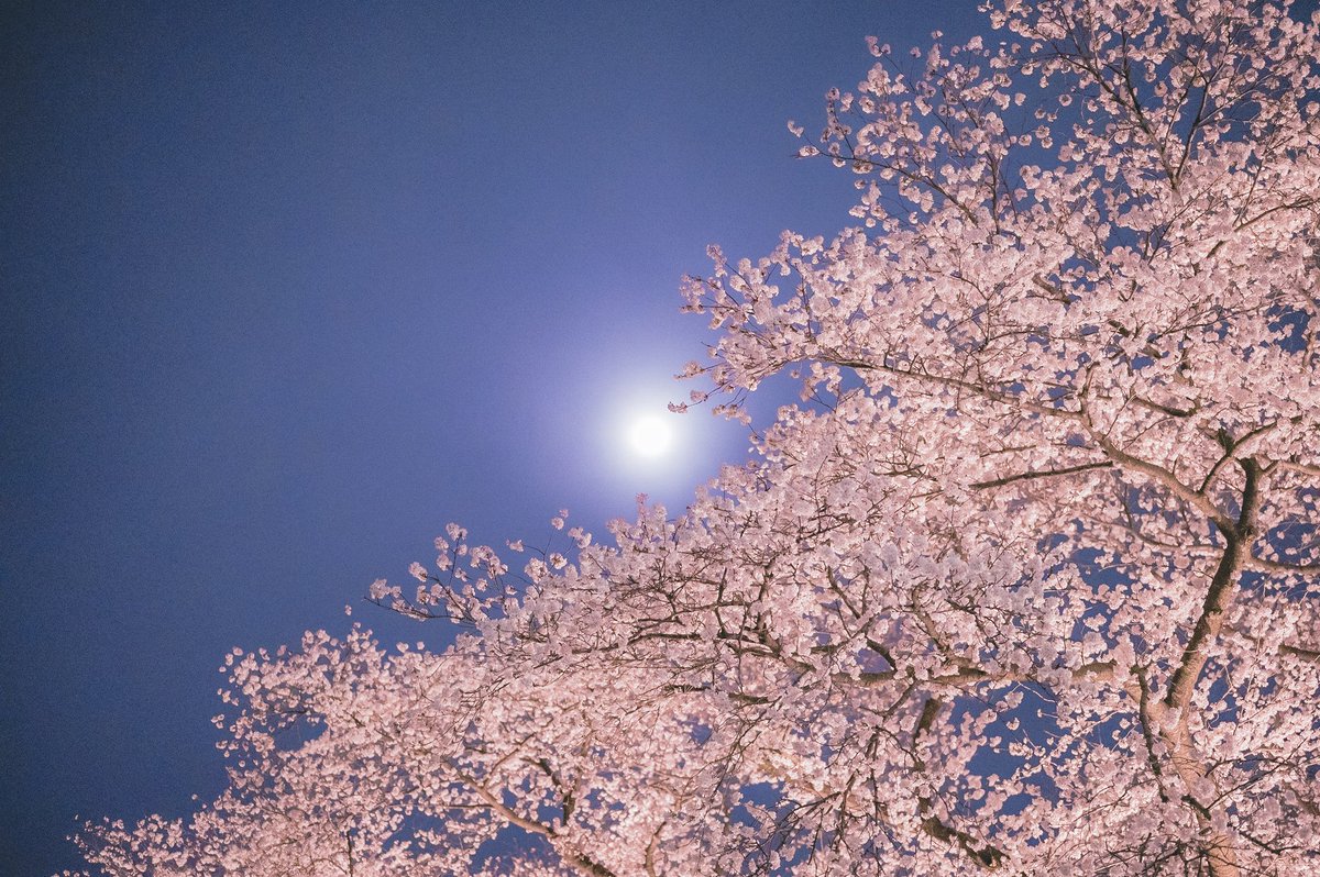 akinecoco987's tweet image. Illuminated cherry blossoms at night are fantastic and beautiful.