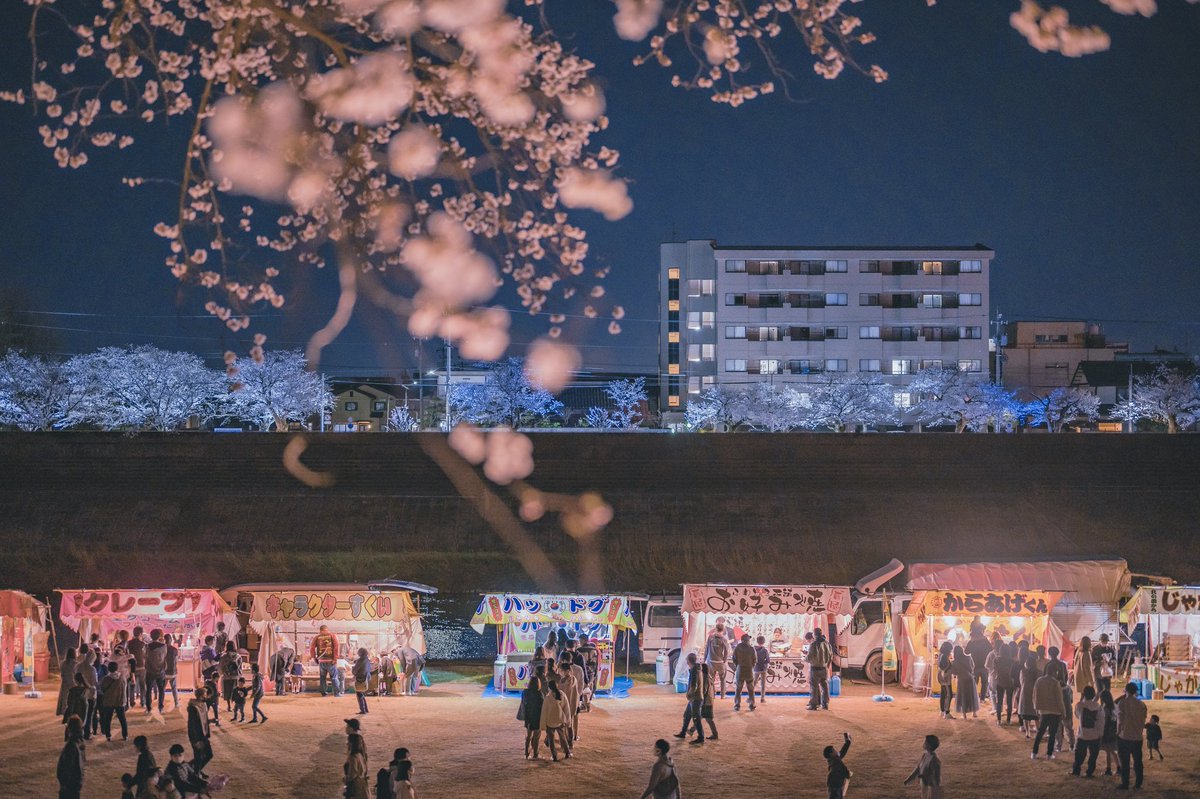 akinecoco987's tweet image. Illuminated cherry blossoms at night are fantastic and beautiful.