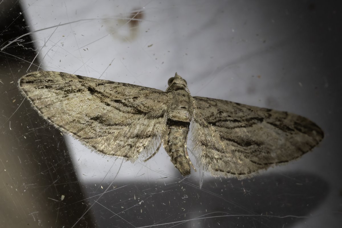 i_ijoseph's tweet photo. Thought this looked a little different. A Cypress Pug from last night's trap I think? North Worcestershire. 
@MOTHIDUK https://t.co/UkpmYBnnys