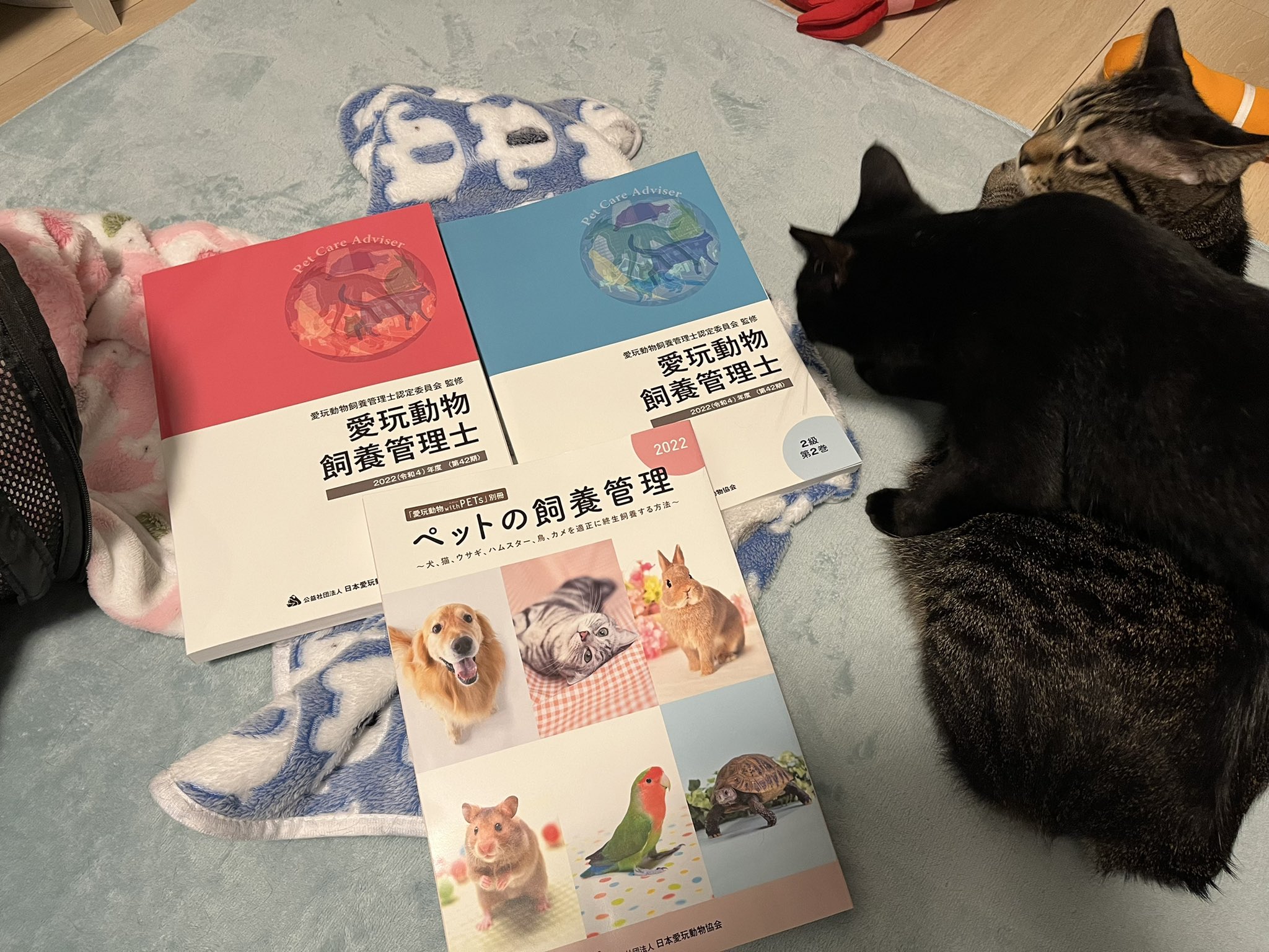 まつこ ほぼルーナギ 元保護猫 成長記録 Matsu Penguin Twitter