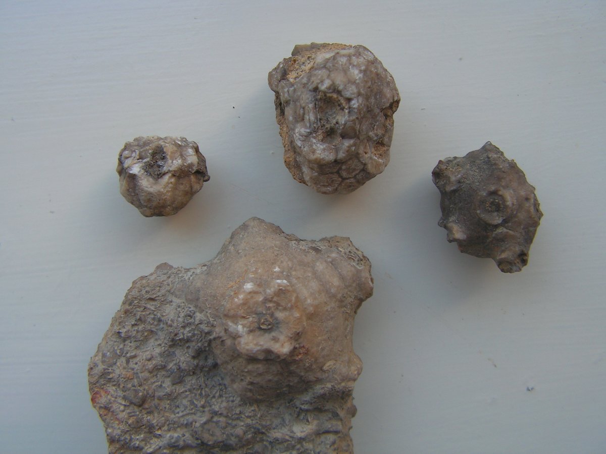 FossilsH's tweet photo. For #CrinoidWeek and #FossilFriday we're taking you to an industrial estate near Clitheroe, where the ground is made of crinoids!
During the Carboniferous the site was a sea floor mound with vast thickets of crinoids on the flanks. Here's just some of the calyxes we've found. https://t.co/efVfAZ42Lf