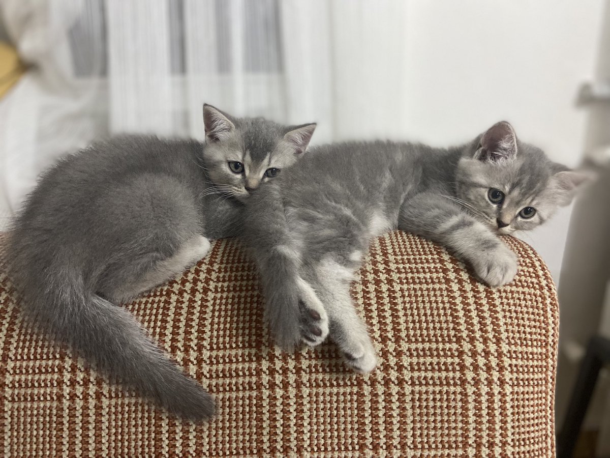 Erkek ve kız iki kardeş 🐱