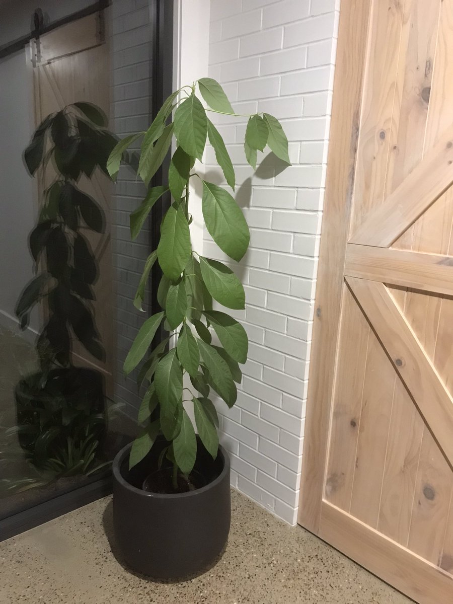 Rob McColl tweet media