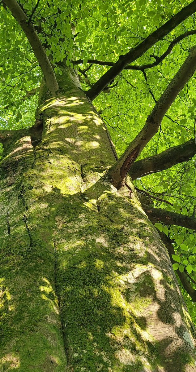 Treeglee's tweet image. Day 1 #100DaysofTrees Standing under this tree in the woods I&apos;ve not visited for a while reminded me that, even during dark spells there is light, if only we remember to look for it 🙏💚Want to join the
#TreeGlee challenge? Visit treeglee.co.uk to sign up to get details