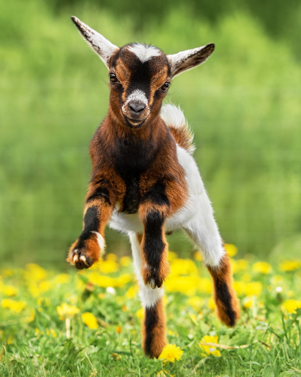 HOT_Propane's tweet photo. We're jumping for joy because it's GOAT COOKOFF WEEKEND in Brady, Texas, USA! π Welcome cookers and visitors. We hope you enjoy your time in the Heart of Texas! β€οΈπ₯
#heartoftexaspropane
#propaneandpropaneaccessories
#goatcookoff
#bradytx
#whateverfloatsyourgoat https://t.co/RAhMzSg1wW