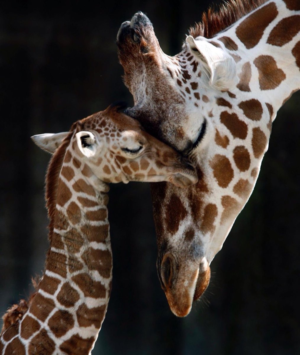 ramblingsloa's tweet photo. Never miss an opportunity to show your love.

Paulo Coelho https://t.co/DUVo8oB1M0