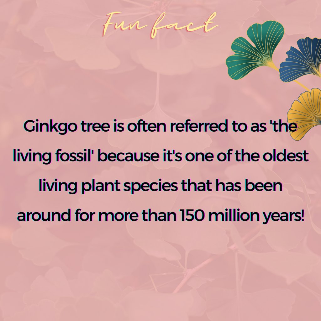 Ginkgo Biloba is one of the oldest plants on this planet and definitely one of our favourite nootropic ingredients.⚡ You can find it in our Morning & Afternoon blends! Have you ever heard of or tried Ginkgo before?