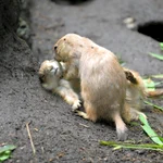 あなたはどんなセリフを思い浮かべる？ドラマチックな2匹のプレーリードッグ!