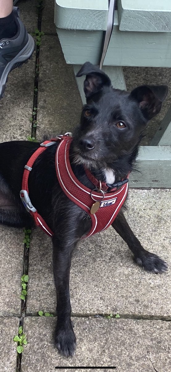 Just a picture of Tavy the doggy enjoying her award winning sausage ❤️