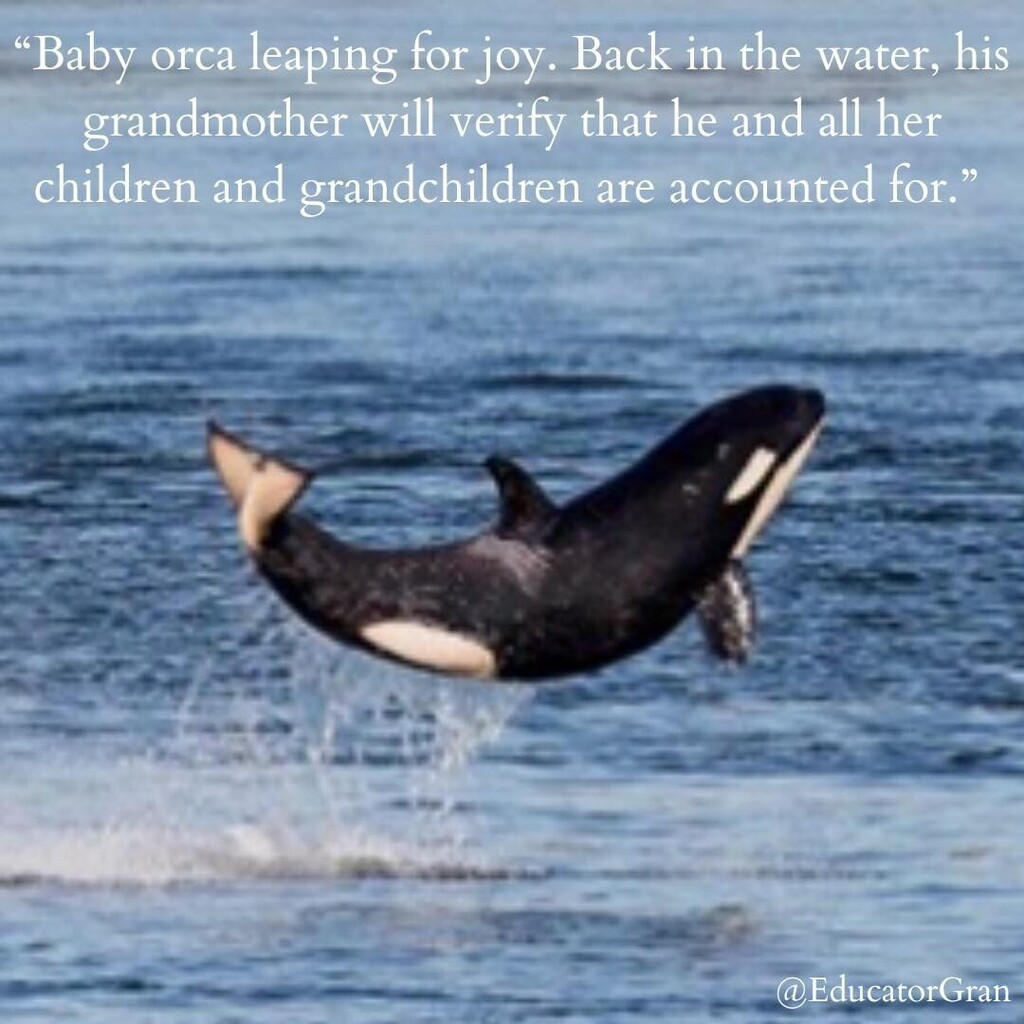 EducatorGran's tweet photo. The orcas live in pods led by grandmothers. My daughter-in-law made sure I was part of the pod to raise my grandkids. We all need pods. Moms and kids and grandmoms plus any other caring adults who wish to travel with us. #momlife #podlifegf🐬❤ #grandm… https://t.co/qHz8g0KbbJ https://t.co/mR9yJWoW5v