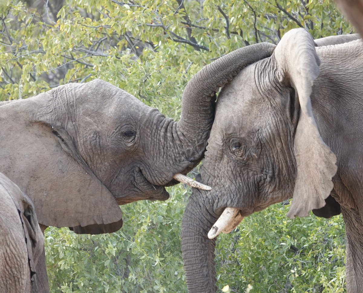Koen_van_Velsen's tweet photo. A tender moment between two giants. Damaraland, Namibia #seenamibia https://t.co/G1xBfqN9R0