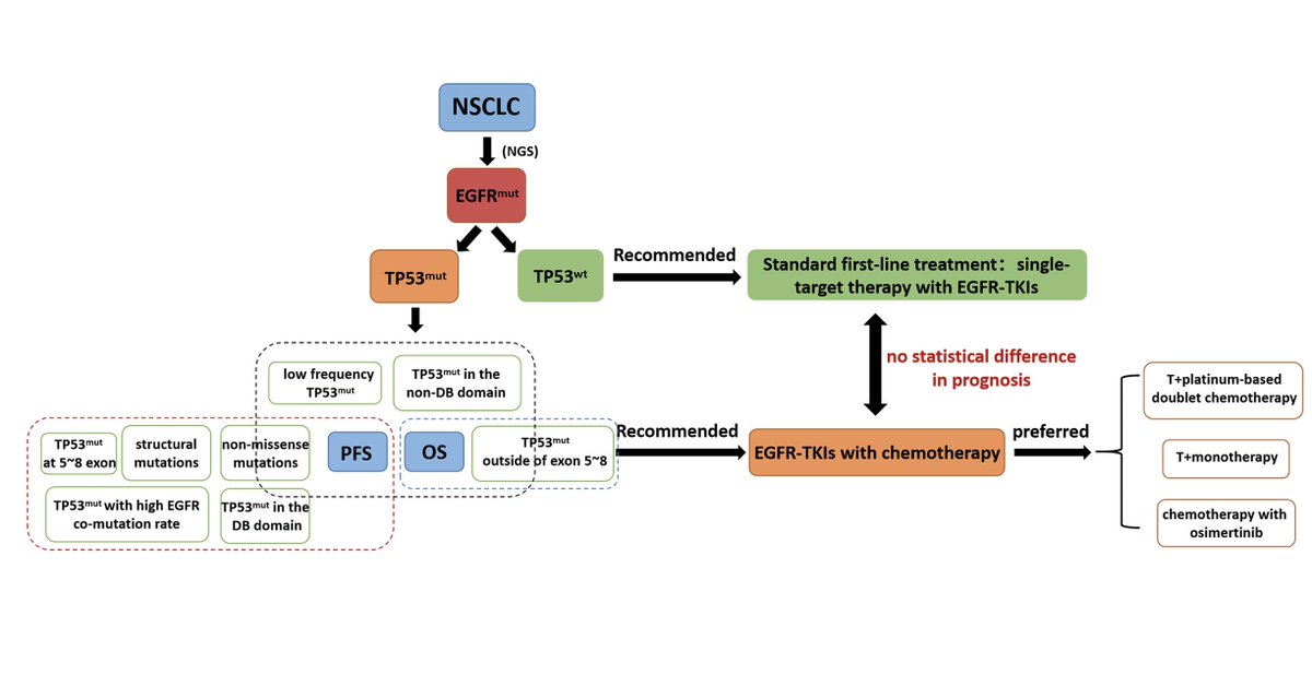 What is the role of TP53 co-mutation on EGFR-TKI efficacy? A study published @ClinicalLung suggests that diverse types of TP53 mutations may have a different impact on the prognosis of EGFR-mutant NSCLC. #LCSM Find out more: bit.ly/3qb94o4