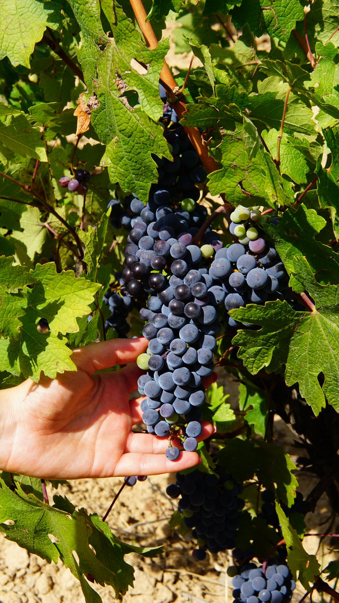 pinordwinery's tweet photo. 𝗦𝗮𝗽𝘀 𝗾𝘂𝗲̀ 𝗲́𝘀 𝗲𝗹 𝘃𝗲𝗿𝗼𝗹?
És el moment en què el raïm modifica el seu color.
En aquesta seqüència de fotos, veureu com el cabernet passa de verd a marró.
Un moment màgic que ens indica que s'acosta el moment de la recollida.

#pinord #pinordwines #pinordwinery https://t.co/N3t1iJr9dQ