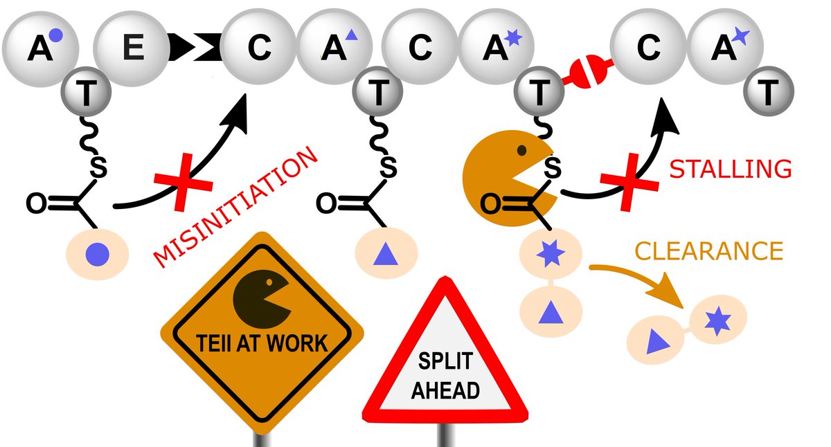 Did you know that an artwork of Beuys once got mopped up by accident? Indiscriminate cleaning up of biosynthetic intermediates can be a loss or a benefit for engineered #NRPS as shown by Farzaneh&amp;Sayan in ACS Chem Bio. <a href="/LeibnizHKI/">Leibniz-HKI</a> <a href="/KriesLab/">KriesLab</a> @Hertweck_Lab bit.ly/3B779qX