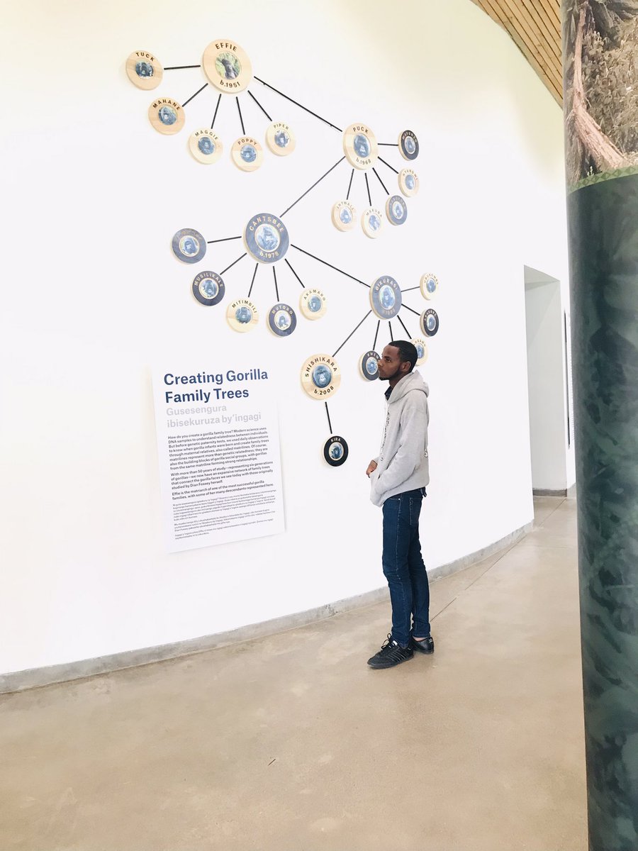 PatrickNIYONSA1's tweet photo. What an amazing visit😊
I was pleasured to visit one of the greatest Biodiversity conservational campus here in Rwanda #The Ellen Degeneres Campus in Kinigi.
Thanks for your efforts in the conservation of Our #Gorillas.
@TheEllenFund,@RDBrwanda,@GorillaDoctors, @SavingGorillas. https://t.co/EeJBsCdvqi