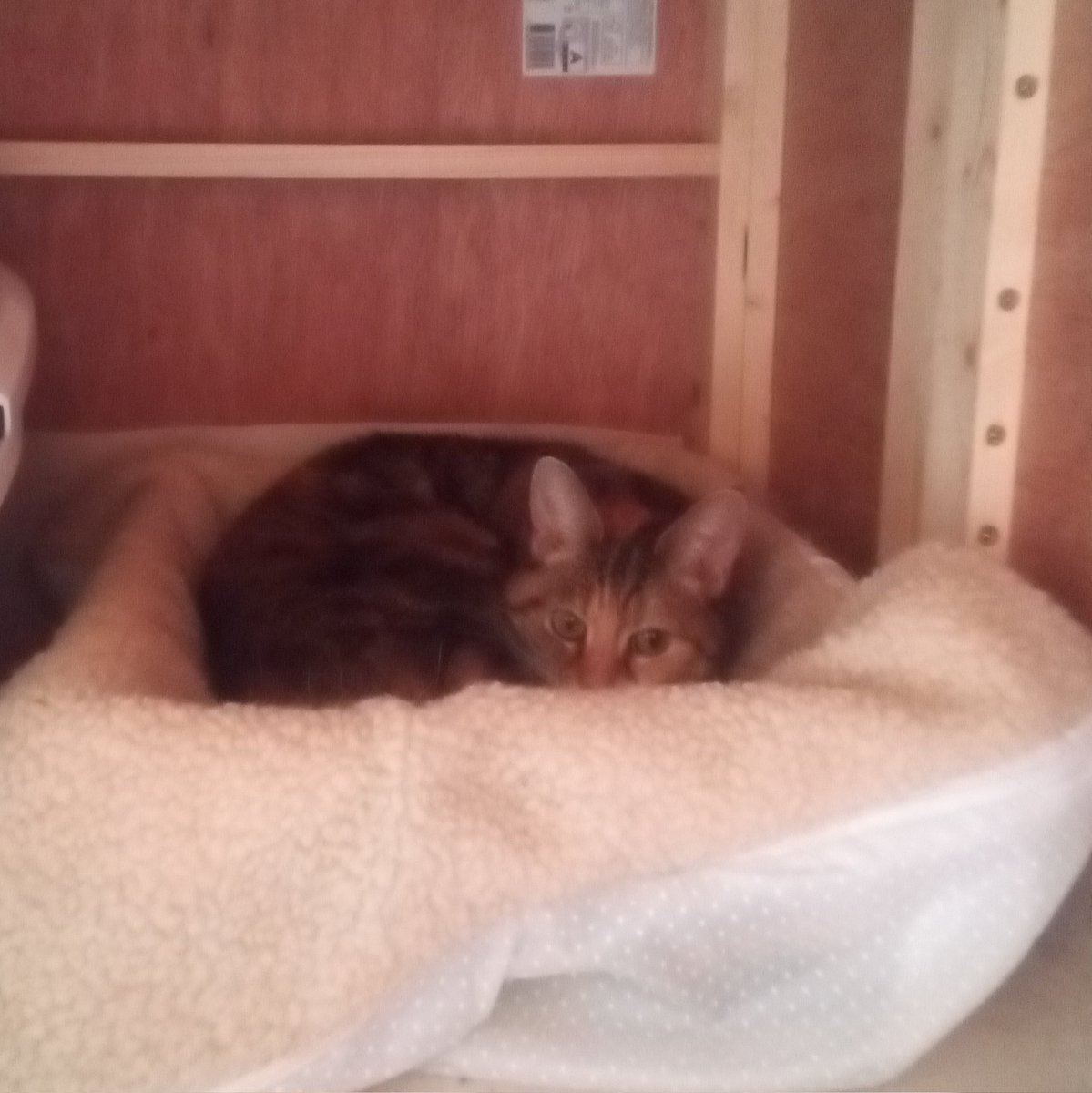 _KittyJohnson's tweet photo. I absolutely hate to ask this given the financial crisis but we really need donations for our special needs cats cause right now. In particular at this precise moment our precious fluffy senior princess Foxy is at the vets waiting for dental surgery and other treatment. 1/2 https://t.co/ehHmuYW1i3
