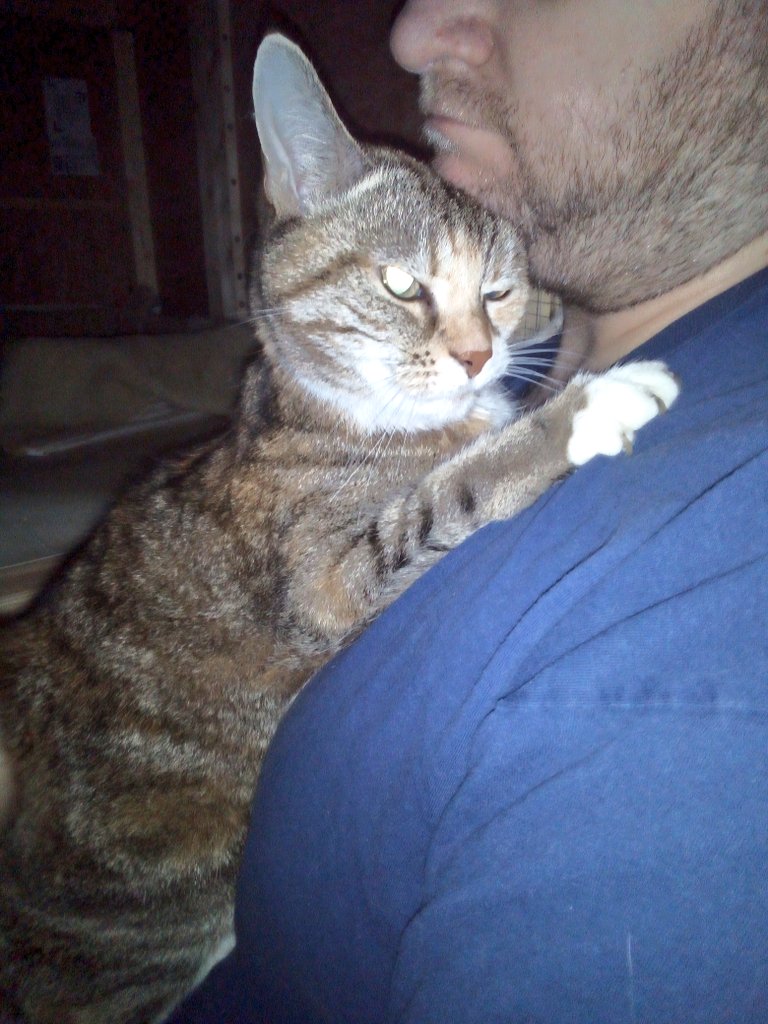 _KittyJohnson's tweet photo. I absolutely hate to ask this given the financial crisis but we really need donations for our special needs cats cause right now. In particular at this precise moment our precious fluffy senior princess Foxy is at the vets waiting for dental surgery and other treatment. 1/2 https://t.co/ehHmuYW1i3