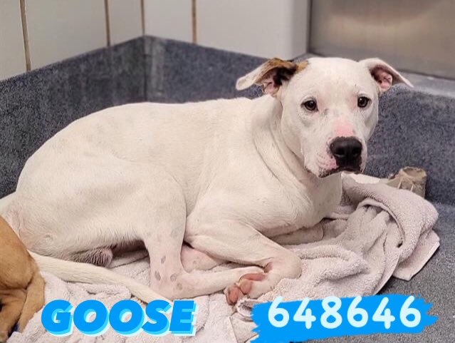 🆘LAST CHANCE DOG🆘 GOOSE 🐐🧡 #A648646 ✨2yo m, 44 lbs 💕can anyone #foster or #adoptdontshop him in #Texas ?☎️210-207-4738 📧 placement@sanantoniopetsalive.org 📧acsrescue-foster@sanantonio.gov 📧acsadoptions@sanantonio.gov #DogLovers 📣#PLEDGE FOR #RESCUE 🙏🏼 📍San Antonio