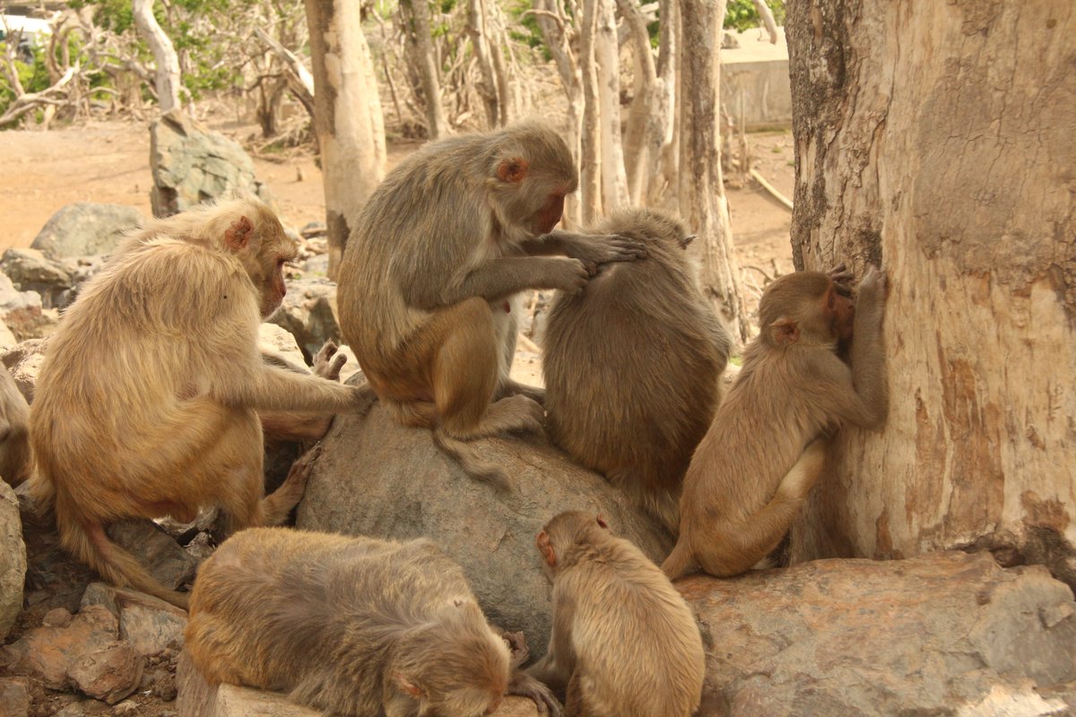 #PhD studentship available! Work on 
“Social Modifiers of Molecular Ageing Across the Brain” with me, <a href="/eohomo/">Stephen Montgomery</a> &amp; <a href="/SMack_Lab/">Noah Snyder-Mackler</a> in <a href="/exeterpsych/">ExeterPsychology</a>
Deadline Nov 2
@GW4BioMedMRCDTP
Project descrip: gw4biomed.ac.uk/wp-content/upl…
Other info: tinyurl.com/5btfebh3
Apply: gw4biomed.ac.uk/doctoral-stude…