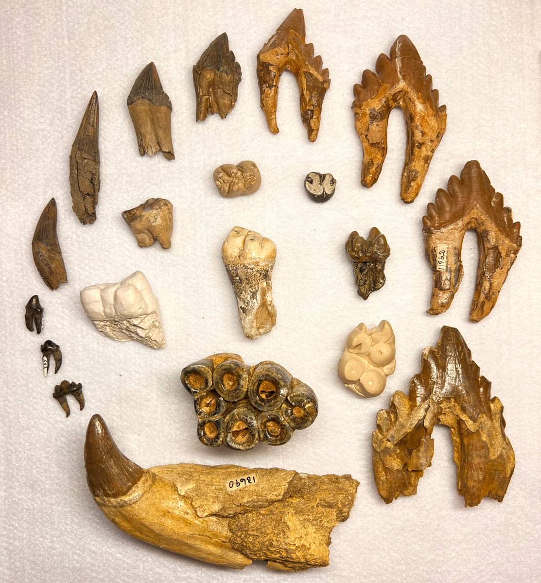 Teeth come in all shapes and sizes to fit different lifestyles! The outer ring in this photo shows fossilized teeth from marine mammal carnivores, and the inner ring shows fossilized teeth from various marine mammal herbivores. #FossilFriday
