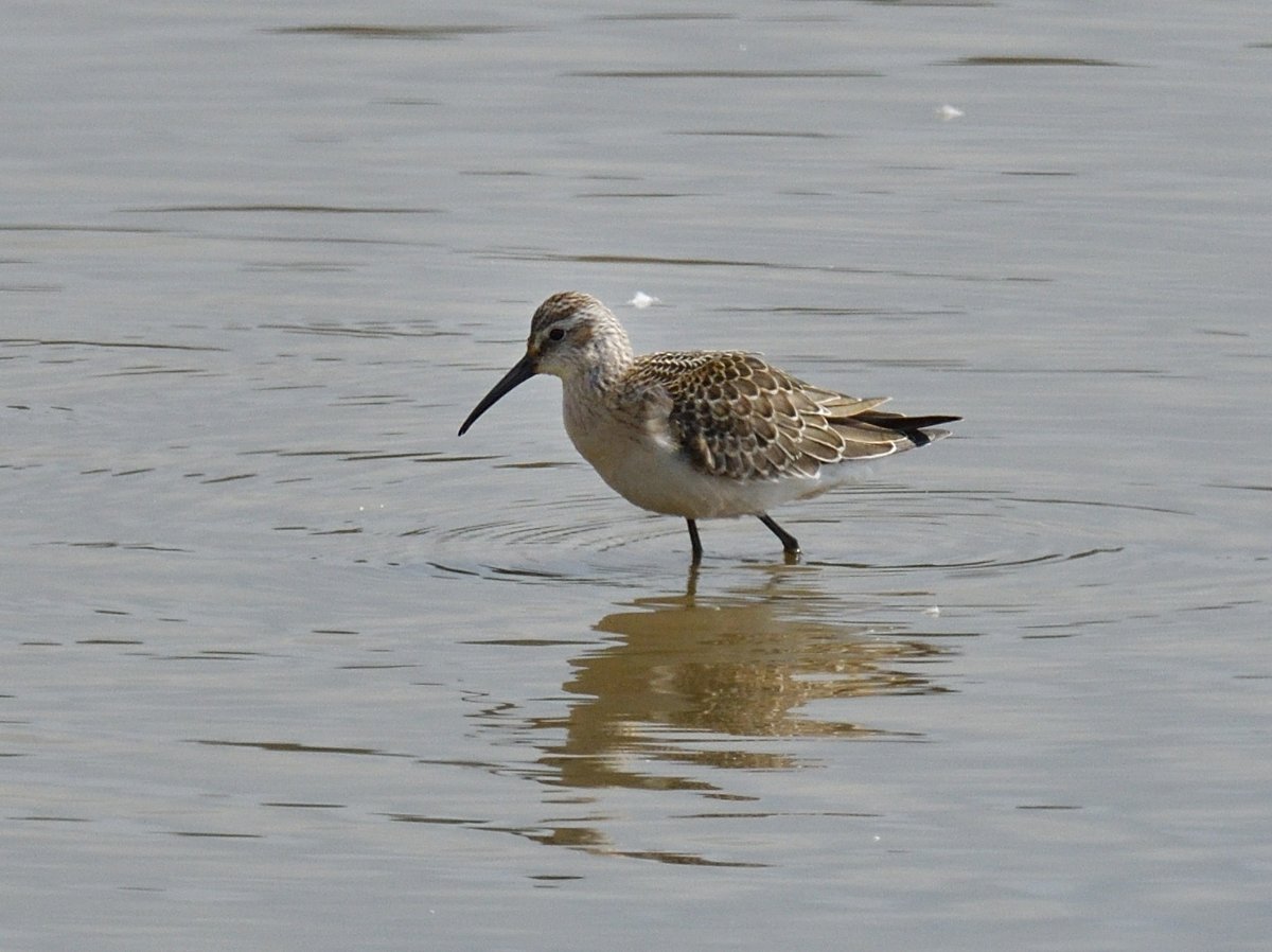 JoKingDevon's tweet photo. Some interesting birds amongst the wader roost at #BowlingGreenMarsh #Devon during high tide this morning. 3 #CurlewSandpipers 3 #CommonSandpipers 1 #Ruff and a #GreenSandpiper seen with assorted waders between 11.15 and 12.15 https://t.co/HLG1rLRhF6