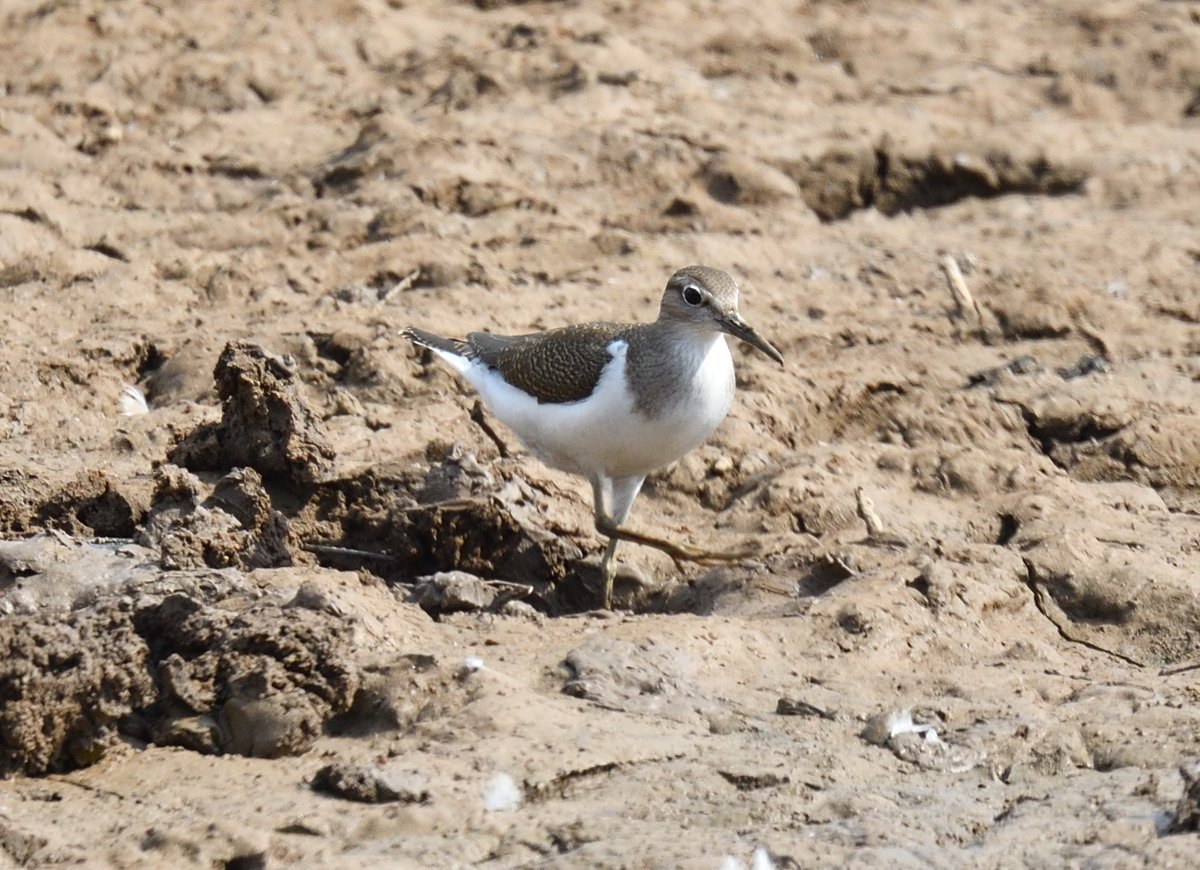 JoKingDevon's tweet photo. Some interesting birds amongst the wader roost at #BowlingGreenMarsh #Devon during high tide this morning. 3 #CurlewSandpipers 3 #CommonSandpipers 1 #Ruff and a #GreenSandpiper seen with assorted waders between 11.15 and 12.15 https://t.co/HLG1rLRhF6