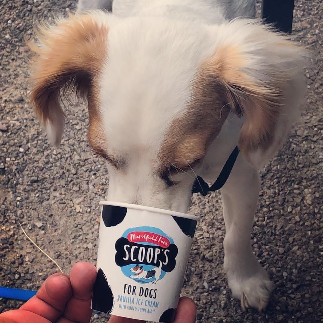 We cater for everyone here at Speke 🐶🍦 Here's Nellie enjoying a tub of Scoop's dog friendly ice cream. Pick one up from Home Farm restaurant next you're exploring the grounds with your four-legged friend. 📷 @nellie_bobbins on Instagram