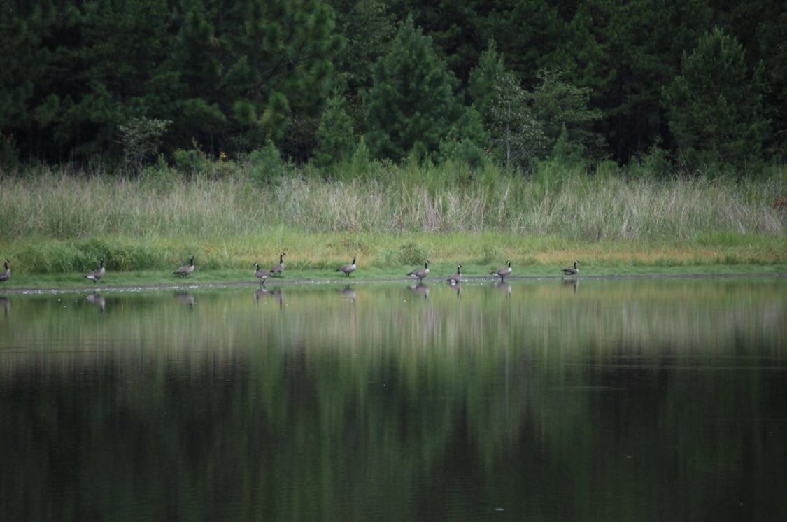 I spy geese 👀

#canadiangeese #geese #alabama #duckpond #outdoors #hunting #coldweather #water #conservation #huntenon #hunts #birds #ducks #pond