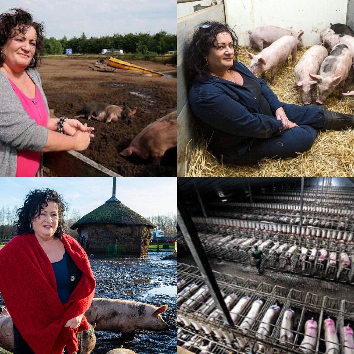 Nederland vleeslobby land. 

99% procent van de varkens leeft in de gangbare varkenshouderij. (Foto 4)

Slechts 1% leeft zoals de varkens waarmee Mevrouw BBB op de foto gaat. 

#nederlandvleesland