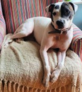 MissingPetsGB tweet picture