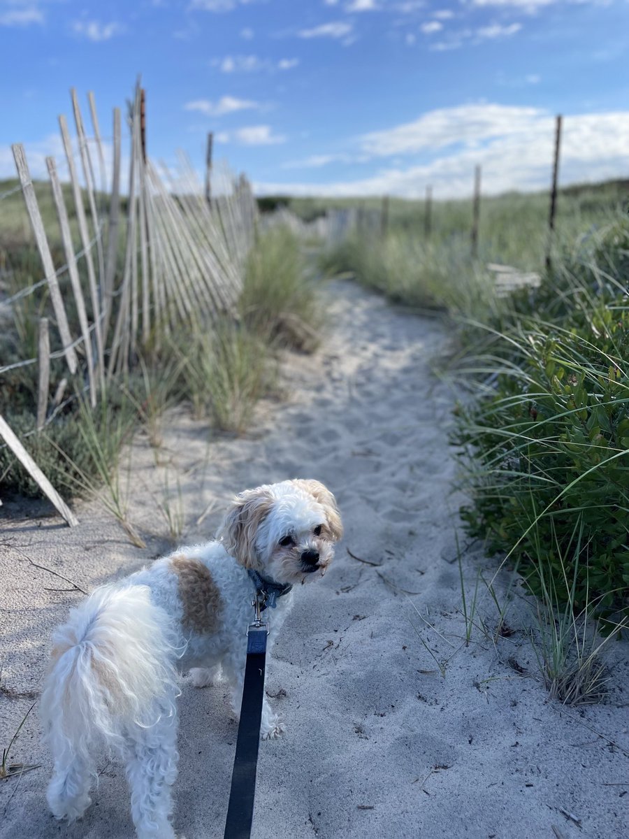 jenneumann3's tweet photo. Girls are back to school so itโs back to early morning beach walks with my little side kick. #lovewhereyoulive #blessed #grateful #readyforfall #bentleybooboo ๐ https://t.co/TlOgRVUmhv