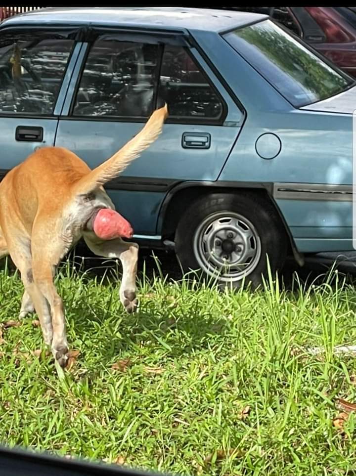 Fird_4u5's tweet photo. Dog with prolapsed anus spotted in Rawang. If anyone can get the dog, someone can arrange vet care &amp; eventually take it after discharge.
Doggo roaming around Jln 4/11 &amp; Jln 4/16 Bkt Rawang Jaya. For details call 016-2064930 &amp; if you have managed to get dog, pls message 0122501497 https://t.co/3bbQ1CxeDM