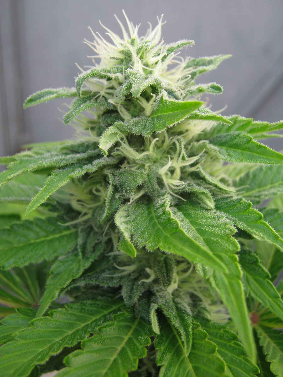 SeedsmanSeeds's tweet photo. 👨‍🌾 Jack Herer FAST somehow manages to improve on the original by shaving up to a fortnight off the flowering time. That’s right – award-winning cannabis can be yours in just 7️⃣ weeks! 

Come on, don't think twice 😏 https://t.co/wZCmHA8edZ

#seedsmanseeds #summerselection https://t.co/tUnUeLTwss