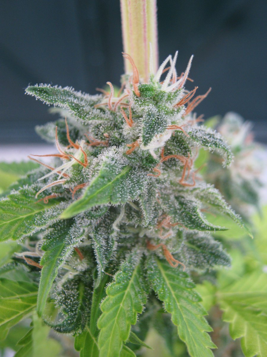 SeedsmanSeeds's tweet photo. 👨‍🌾 Jack Herer FAST somehow manages to improve on the original by shaving up to a fortnight off the flowering time. That’s right – award-winning cannabis can be yours in just 7️⃣ weeks! 

Come on, don't think twice 😏 https://t.co/wZCmHA8edZ

#seedsmanseeds #summerselection https://t.co/tUnUeLTwss