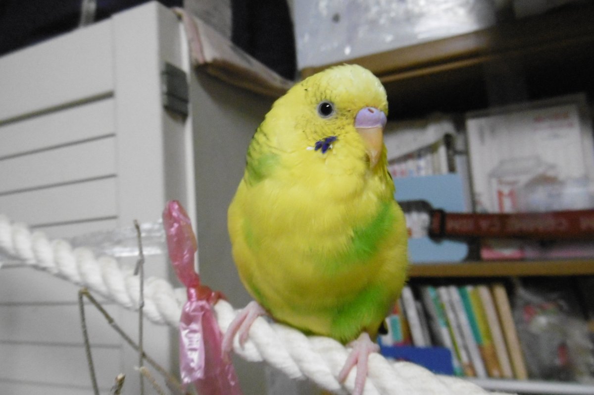 amica8's tweet photo. 令和4年6月1日に明石市二見町にて、迷子にしてしまいました。もう3ヶ月になりますが、手がかりが全くありません。目撃された方や保護されている方、情報があれば連絡よろしくお願いします。🙏＃兵庫県　＃明石市　　#セキセイインコ迷子 　＃セキセイインコ保護　　　　＃拡散希望 https://t.co/ZjAA2d9W3U