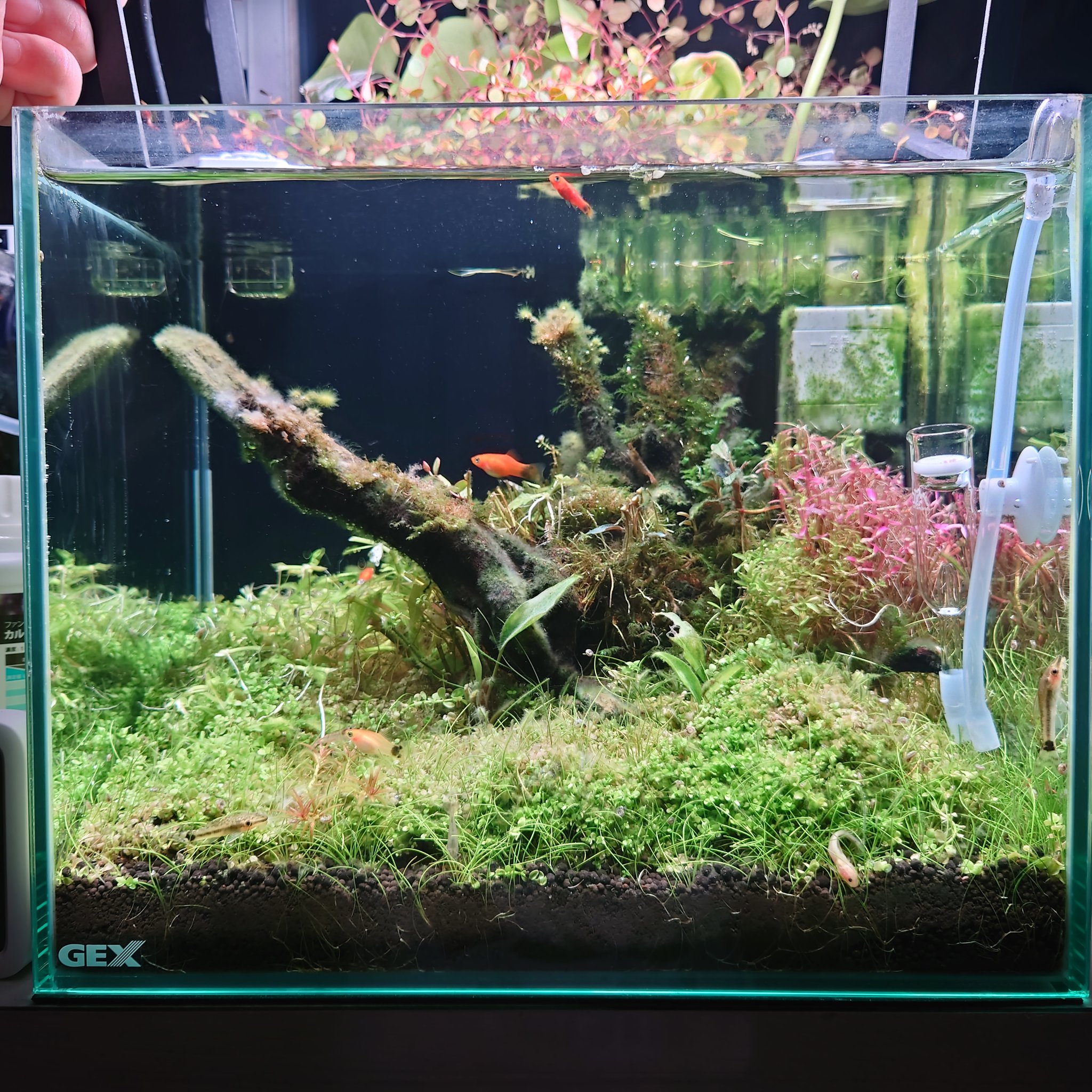 轟 元気 注水771日目 オキシドール投入18日目 トリミングして80 くらい換水した ガラス面にコケ楽塗ったので結果が楽しみ T Co Lnd5fzb80w Twitter