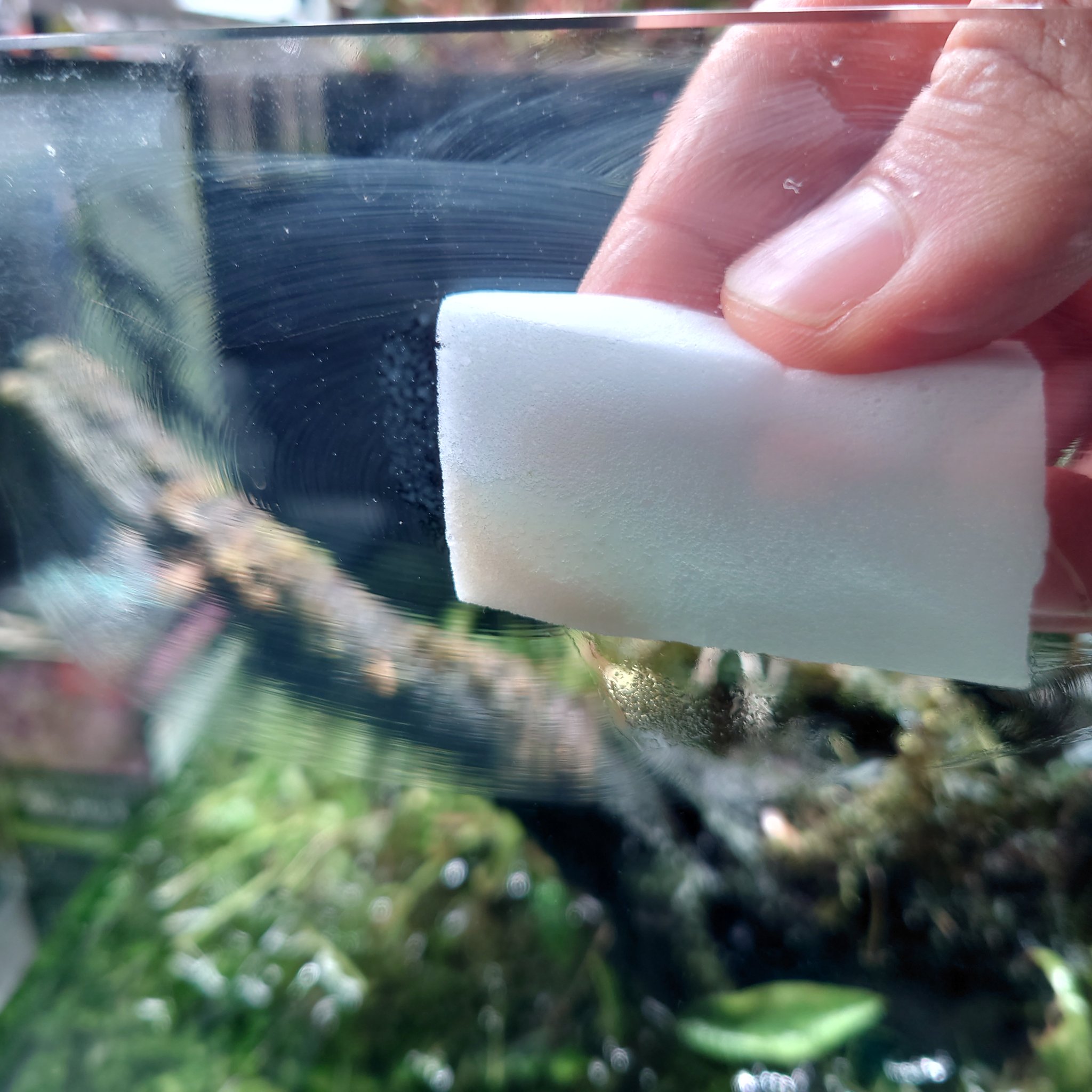 轟 元気 注水771日目 オキシドール投入18日目 トリミングして80 くらい換水した ガラス面にコケ楽塗ったので結果が楽しみ T Co Lnd5fzb80w Twitter