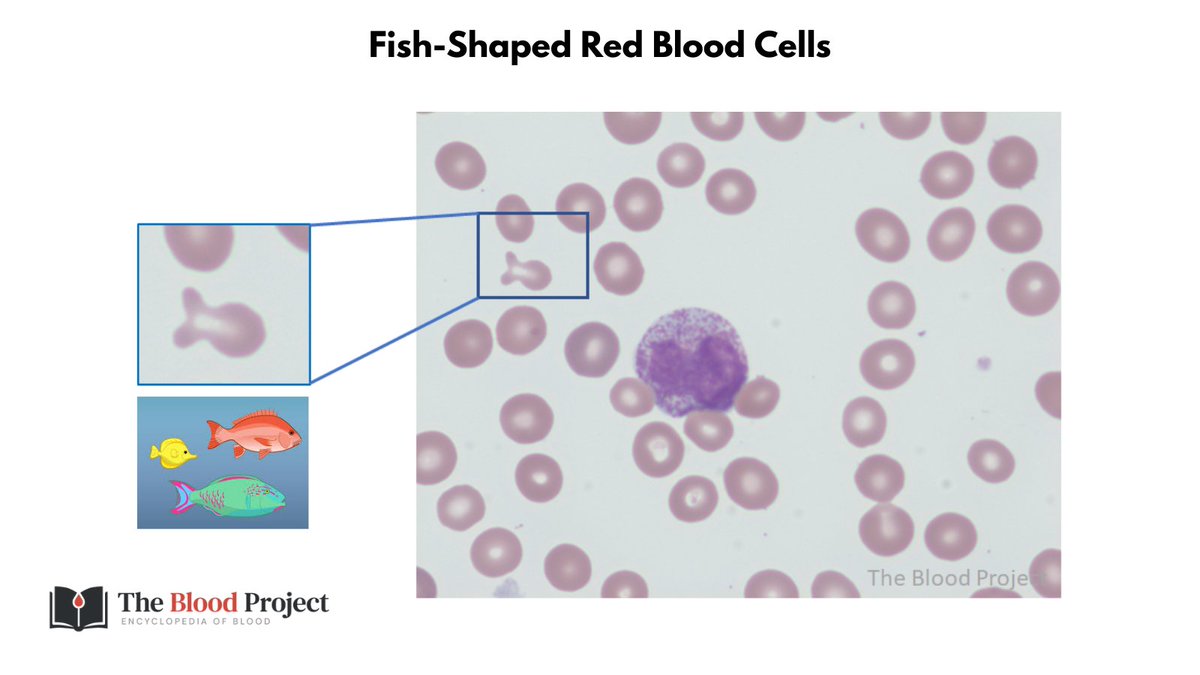 William Aird tweet media