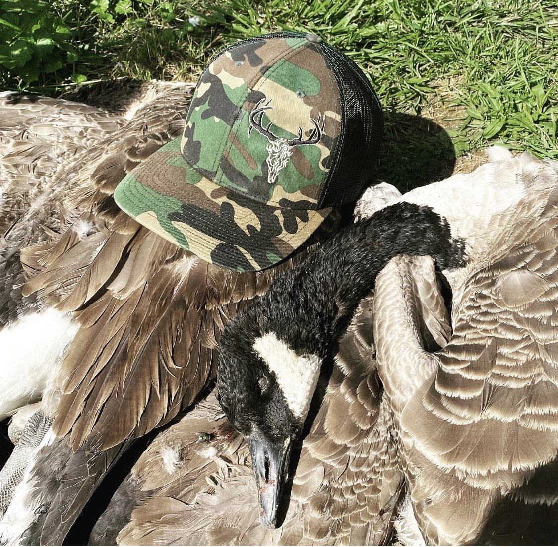 tattoosandtines's tweet photo. Opening Day in PA!!!
#goosehunting #goose #hunting #openingday #gooseseason #fowllife #hat  @light.outdoors @brock_port @gbarzona27 https://t.co/Nk25ivbPTz